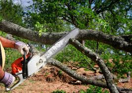 Best Commercial Tree Services  in Wintersville, OH